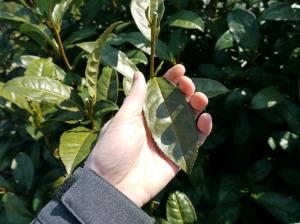 In the same place than above, Kondô-wase cultivar leaf, bigger. This hasty cultivar is a crossbreed which contain heritage of Assam variety. 
